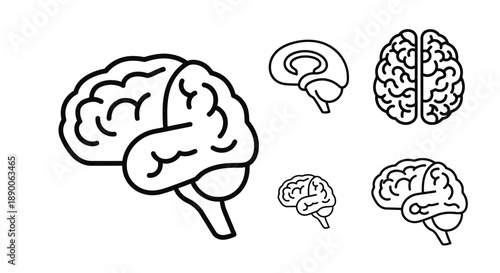 Illustration of human brains in various sizes black outline silhouette