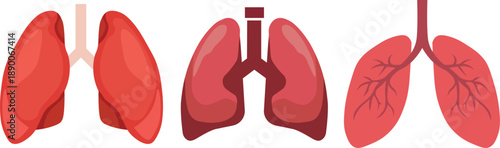 Vector illustration of colorful human lungs detailed anatomy artwork for medical health and education projects