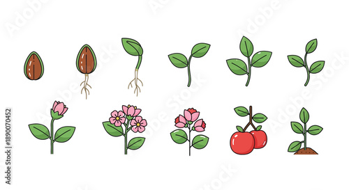 Detailed illustration showcasing the complete life cycle development of a plant from a single seed through germination sprouting growth flowering and finally fruiting reproduction