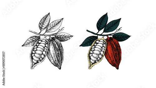 Hand drawn isolated sketch cocoa branch set. Vintage vector illustration of natural healthy food. Packaging design of cacao powder