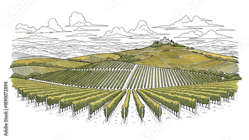 Scenic countryside landscape with vineyards and rolling hills in detailed linear style