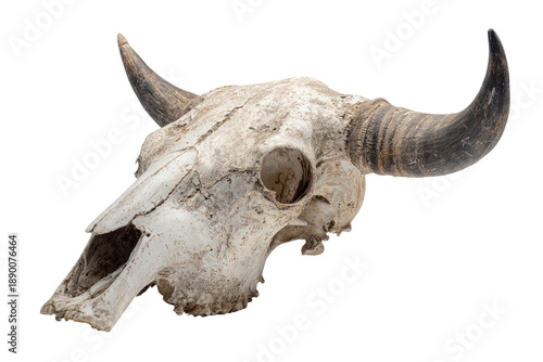 Buffalo Skull with Curved Horns, Weathered Bone, Stark Studio Lighting Isolated on Transparent Background