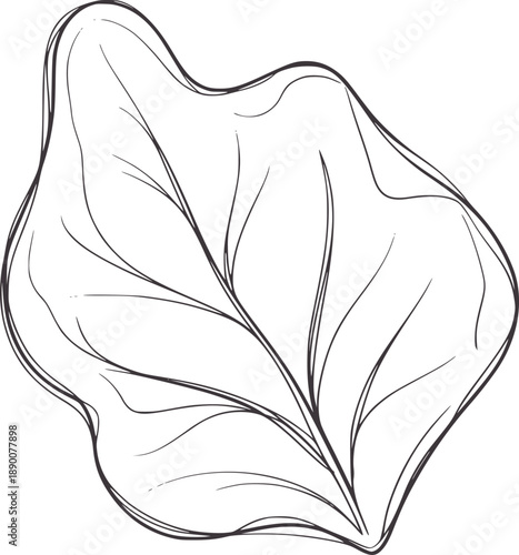 Hand drawn single leaf outline with veins botanical nature plant