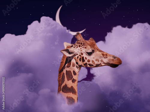 Giraffe head in night sky