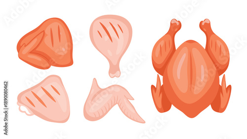 Set of raw chicken meat illustrations including a whole bird, drumstick, thigh, breast, and wing presented on a plain white background.