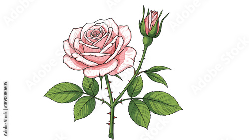 Detailed botanical illustration of a beautiful pink rose flower with a matching bud and green leaves on a thorny stem.