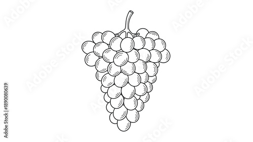 Detailed black and white line drawing of a large bunch of grapes hanging from a central vine stem on a white background.