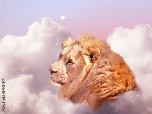 Lion head in clouds morning day