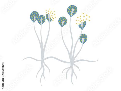 Mold Spore Cladosporium