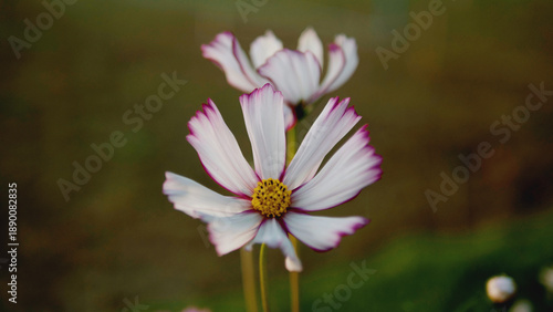 Cosmos flowers blooming fully in their abundant natural habitat.