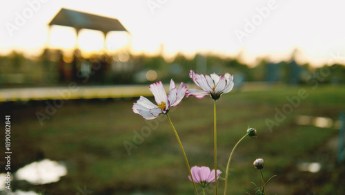 Cosmos flowers blooming fully in their abundant natural habitat.