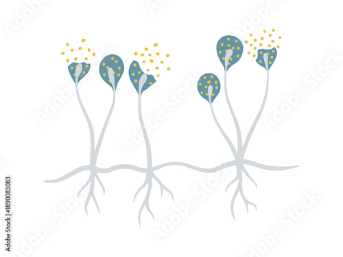 Mold Cladosporium Fungus