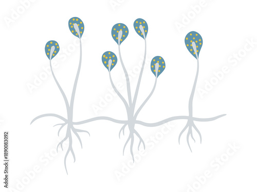 Spore Cladosporium Fungus