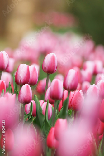 Принти на полотні Beautiful pink tulips field with blurred bokeh background