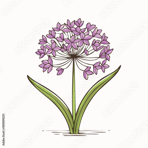 Allium Flower Botanical Illustration – Elegant Purple Bloom, Hand Drawn Floral Vector