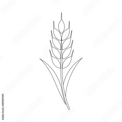 Black and white line art illustration of a wheat stalk with leaves. Detailed outline vector of a cereal plant for coloring or clean design.