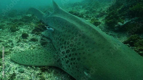 A leopard shark Stegostoma tigrinum rests on the sandy seabed while a remora rubs its belly along the shark’s cartilaginous ridge. Calm symbiotic behavior filmed at Julian Rocks, Byron Bay.