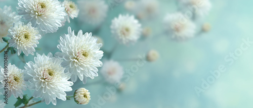 菊の花の背景素材　仏事・葬儀・供養の優しく静かなイメージ