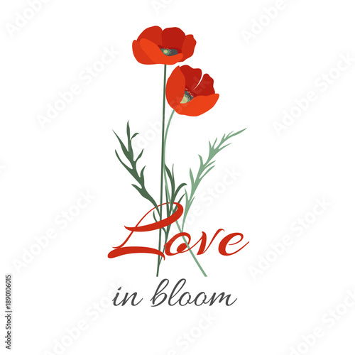Romantic vector illustration of red poppy flowers with handwritten romantic quote Love in bloom. Love themes. Botanical floral artwork for Valentine’s Day,wedding invitations , posters and wall art