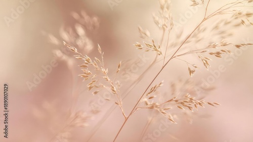 Close-up of delicate dried grass stalks with seed heads against a soft peachy-beige blurred background. Concept Macro nature, Dried grass close-up, Seed heads texture, Soft peach background