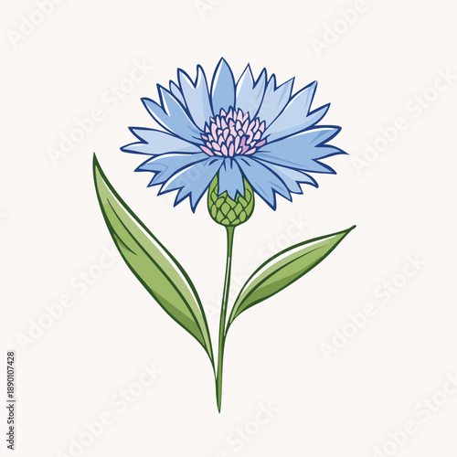 Blue Cornflower Botanical Illustration – Centaurea Cyanus, Hand Drawn Floral Vector