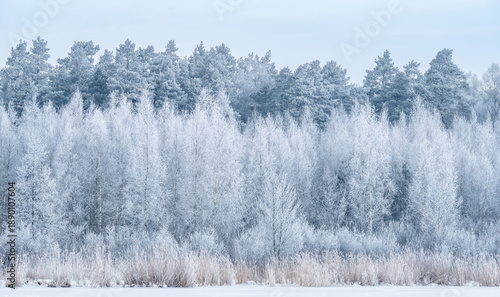 Принти на полотні Birch and pine trees covered with snow on frosty Winter day