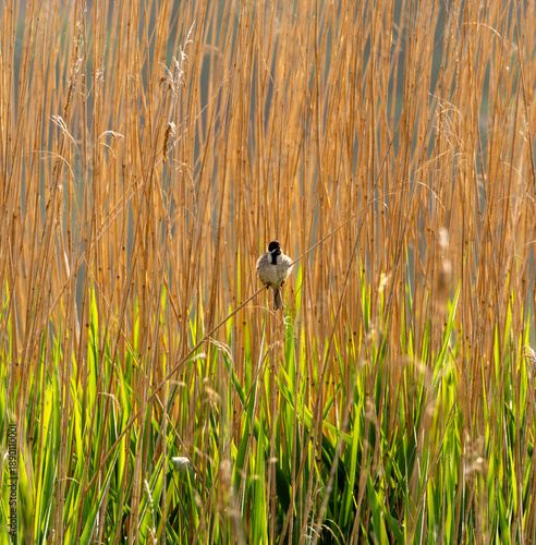 Reed bunting on reeds at Pickmere Lake, Pickmere, Knutsford, Cheshire, UK