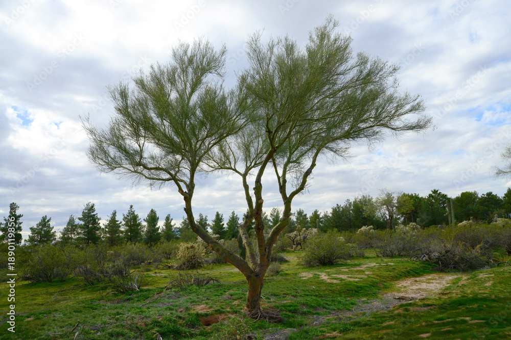Fototapeta premium Palo Verde Tree, Sonora Desert, Mid Winter
