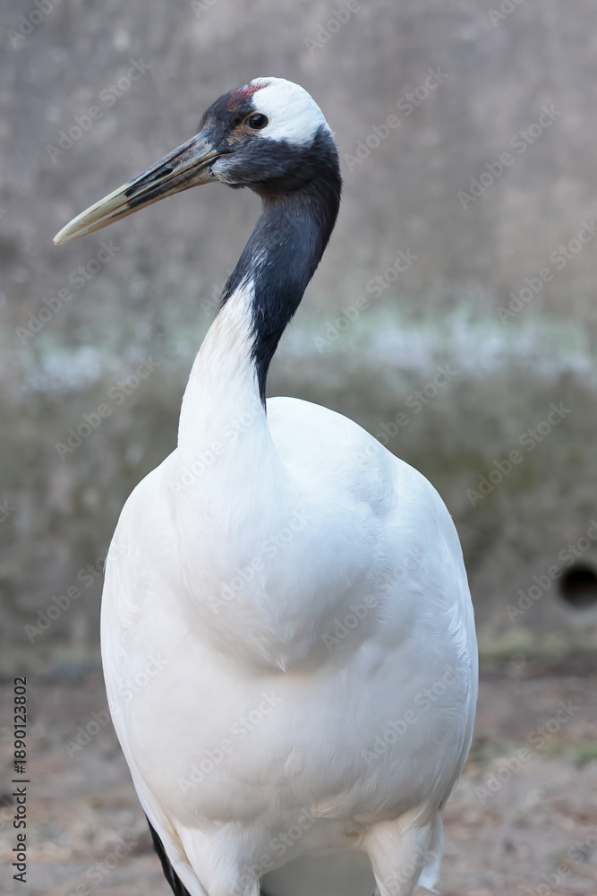 Fototapeta premium タンチョウ