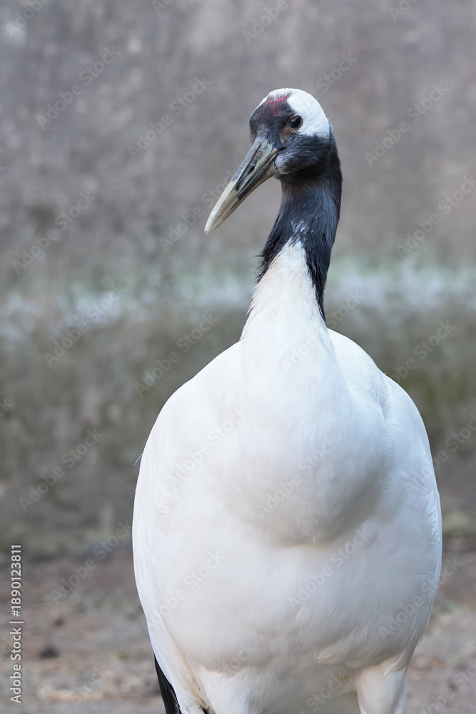 Fototapeta premium タンチョウ
