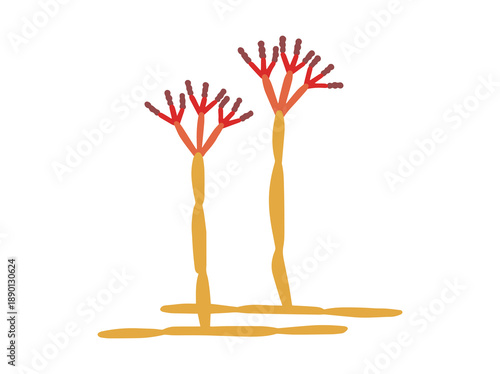 Spore Penicillium Fungus Clip Art

