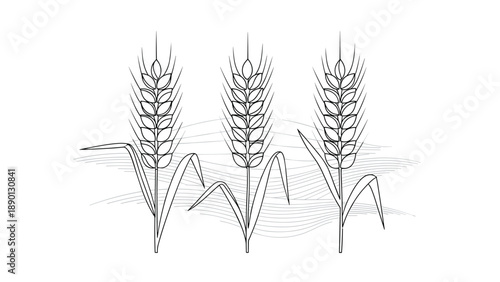 Detailed line art drawing of three stalks of wheat standing in a field with subtle wavy lines in the background on a white canvas.