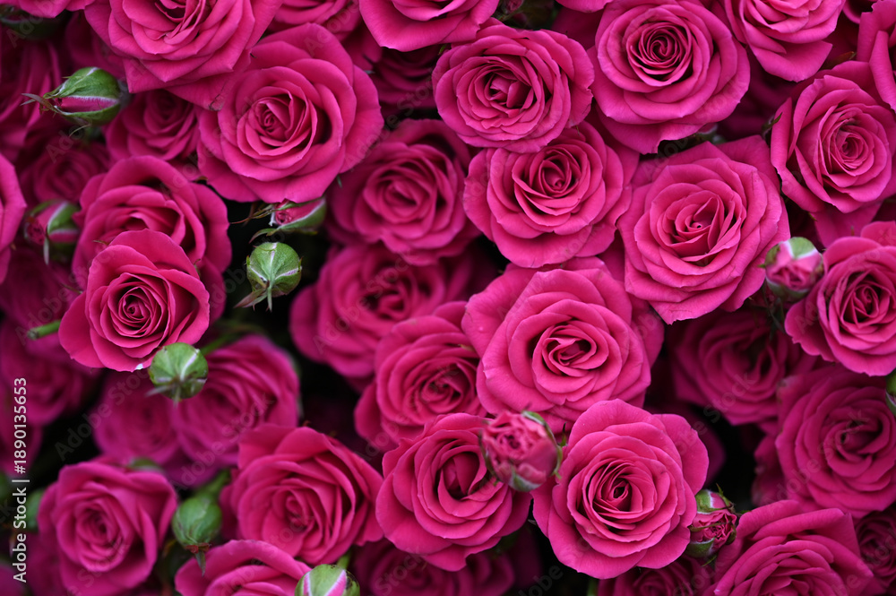 Obraz premium Pink roses
