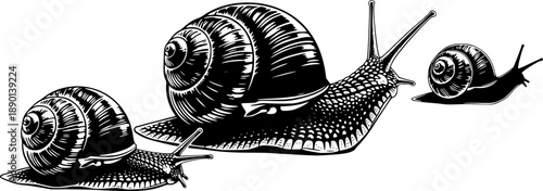 Detailed illustrations of three snails with spiral shells in black and white
