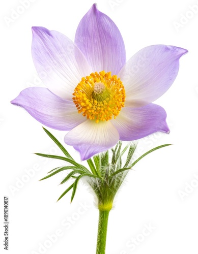 A single, close-up photograph showcasing a delicate, light purple flower with a bright yellow center, set against a plain white background