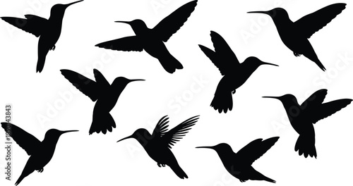Hummingbird silhouettes flying in different wing positions showing motion and grace, wildlife nature illustration isolated on white background for design, decoration, and graphic projects