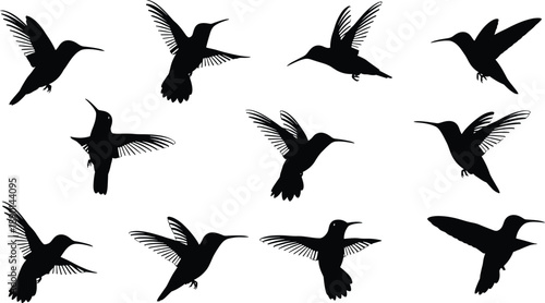 Hummingbird silhouettes in flight showing wing motion, flying poses, and wildlife nature illustration isolated on white background for design, decoration, and graphic projects