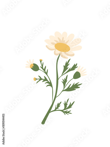 Daisy branch isolated. Stylized botanical illustration for organic cosmetics packaging, herbal tea design, medicine or spring floral themes. 