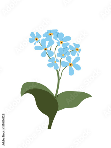 Branch of forget-me-not flower isolated on white. Illustration of spring flowers for seasonal designs. Botanical illustration of blue forget-me-not flowers