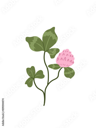 Vector illustration of pink clover  isolated on white. Spring wildflower element. Great for packaging, herbal medicine, spring greetings and designs