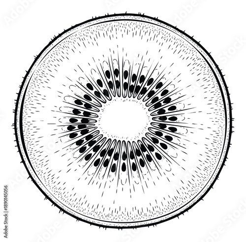 Monochrome woodcut style depiction of a kiwi fruit slice showcasing its unique seed arrangement and fibrous texture, perfect for healthy eating blogs, grocery promotions, or food packaging