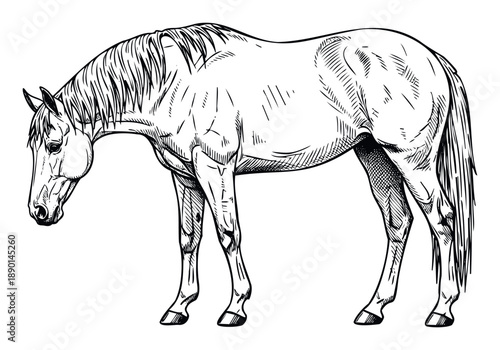 Detailed black outline drawing of a majestic domestic horse with flowing mane and tail, perfect for animal themed branding, equestrian sport designs, or educational livestock material