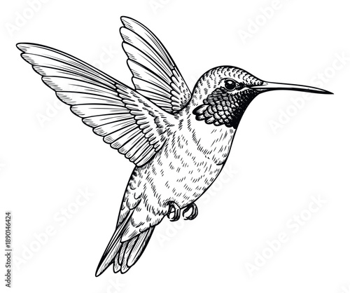 Hummingbird in flight line drawing perfect for various nature themed projects and educational materials or visual communication applications like prints and logos