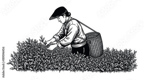 Asian woman diligently harvesting fresh green tea leaves from lush bushes into her traditional woven basket, perfect for agricultural industry advertisements, organic food promotions, and