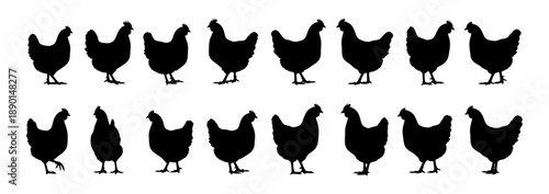 Dynamic collection of black hen silhouettes, illustrating a variety of poultry postures and movements, isolated on a white backdrop
