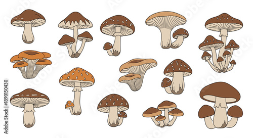 Comprehensive collection of diverse mushroom illustrations in various shapes and sizes in natural shades of brown and tan colors.