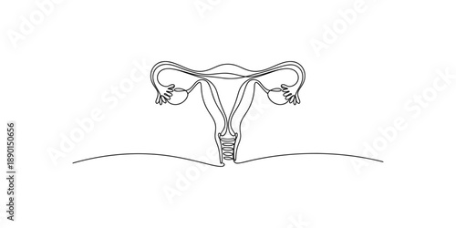 A minimalist single continuous line drawing of the female reproductive system