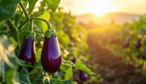 Close-up of ripe eggplants in a sunlit field, showcasing vibrant colors and lush greenery during sunset.