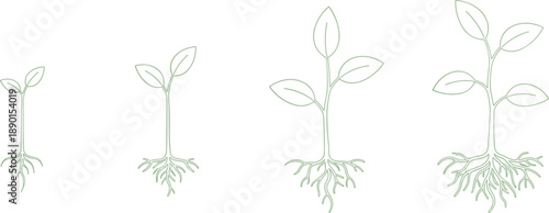 Plant growth stages illustration showing seedling development with roots and leaves minimalist green line vector design set