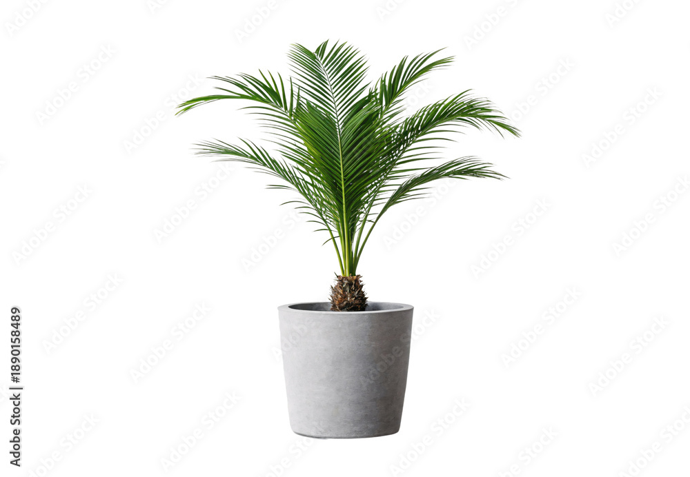 Fototapeta premium Cycad palm with symmetrical fronds in clean white tapered planter, isolated on a transparent background
